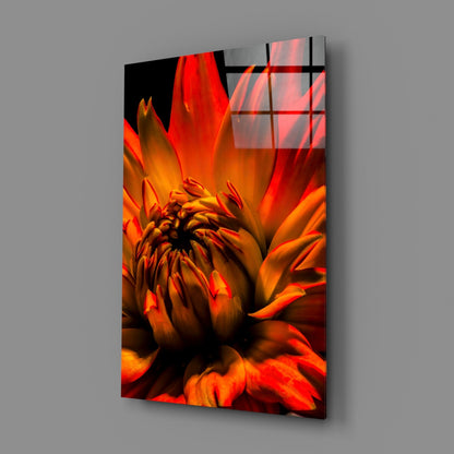 Orange Spider Dahlia Glass Wall Art