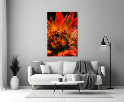 Orange Spider Dahlia Glass Wall Art