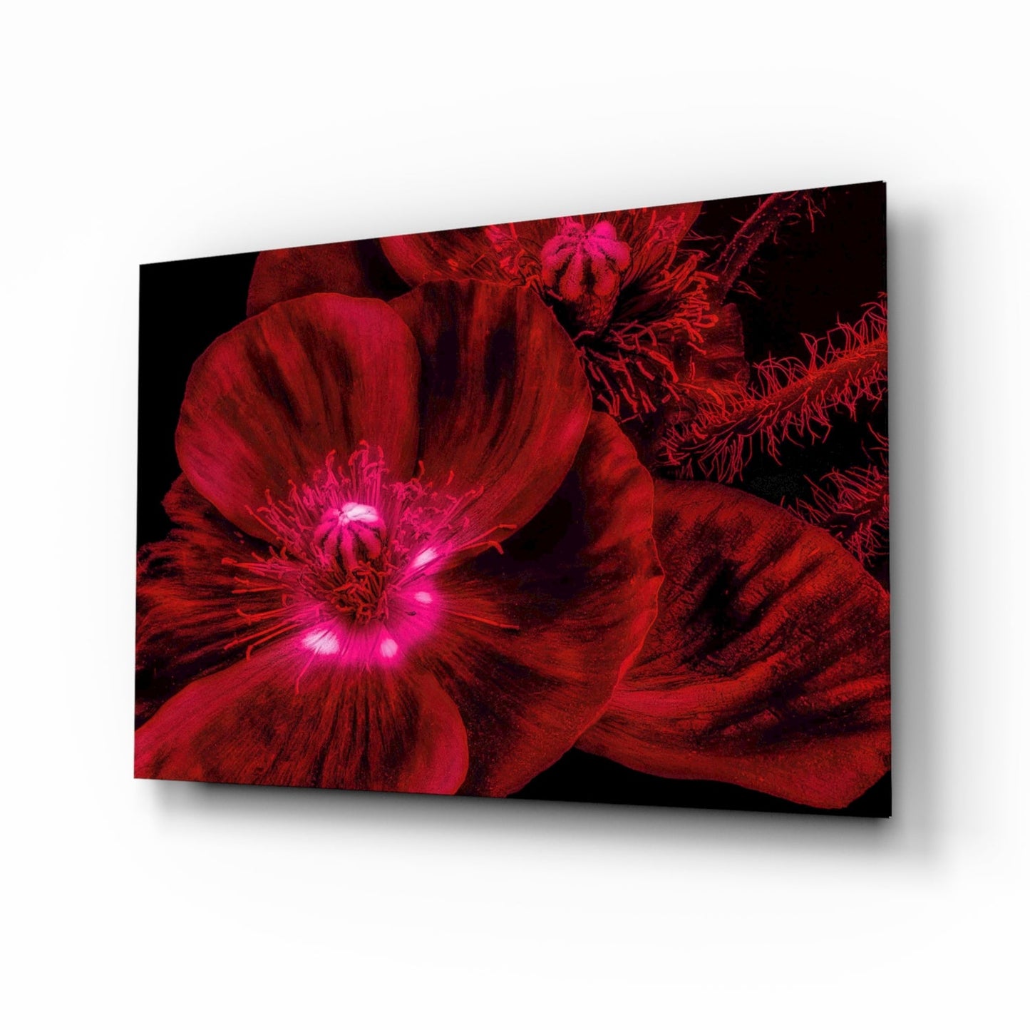 Crimson Poppy Macro Glass Wall Art