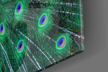 Peacock Glass Wall Art