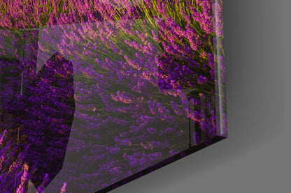 Lavender Fields Glass Wall Art