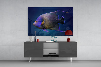 Queen Angelfish Glass Wall Art