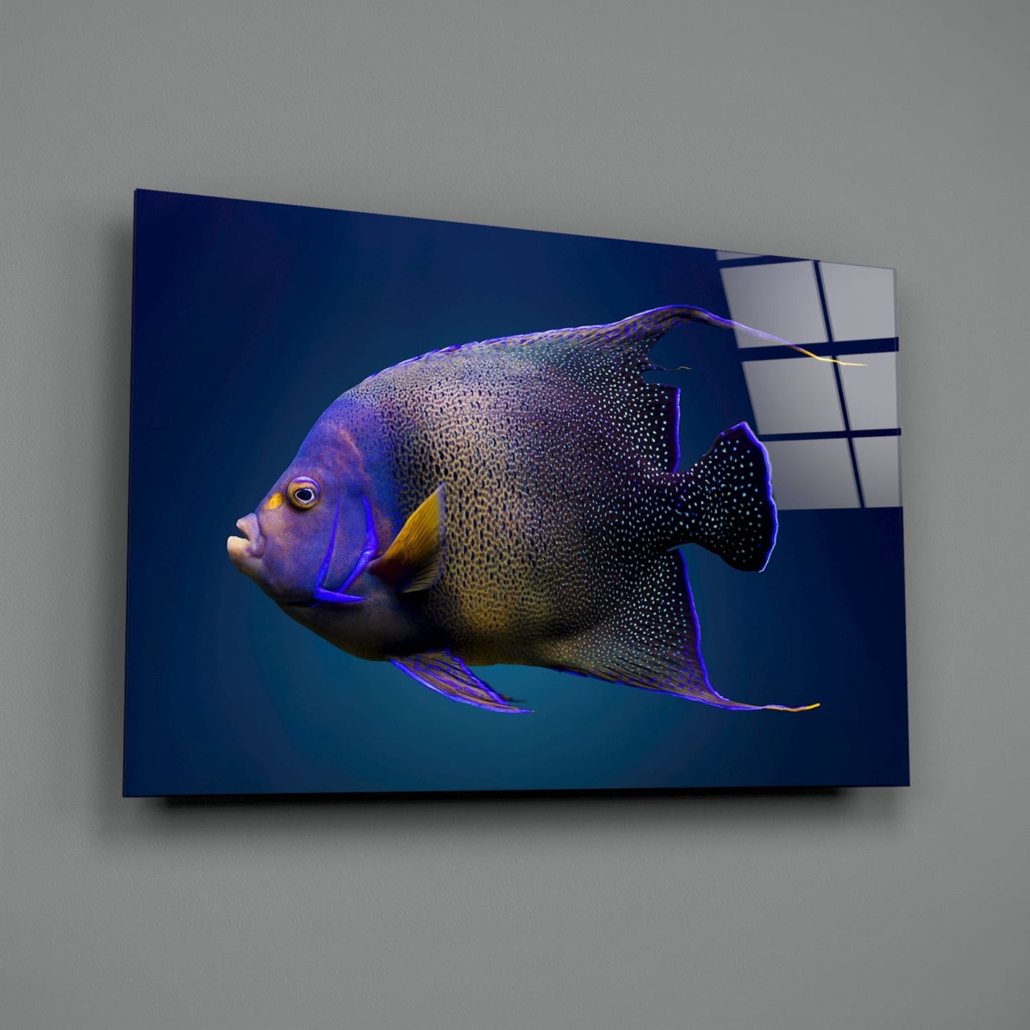 Queen Angelfish Glass Wall Art