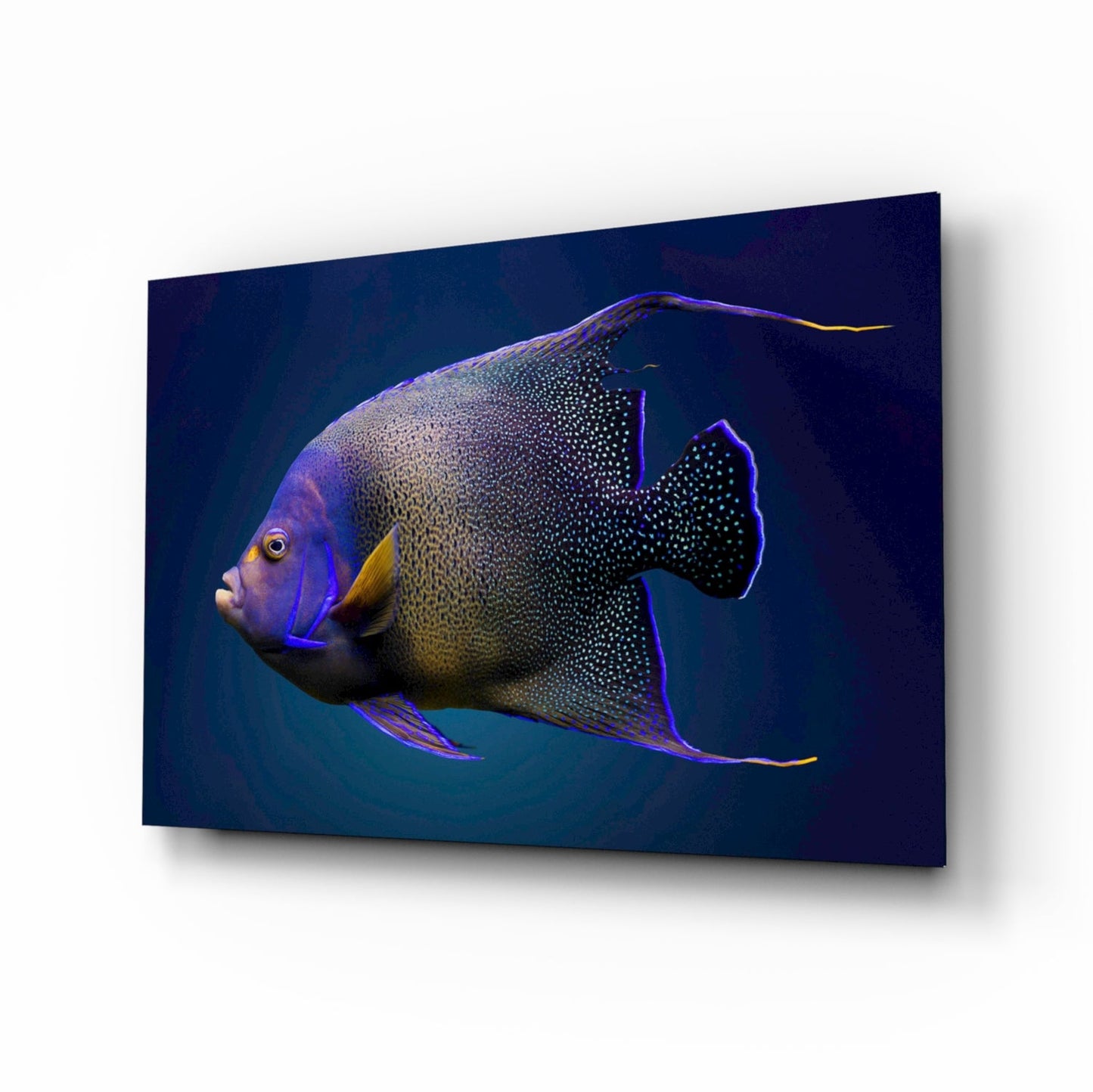 Queen Angelfish Glass Wall Art
