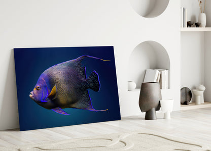 Queen Angelfish Glass Wall Art