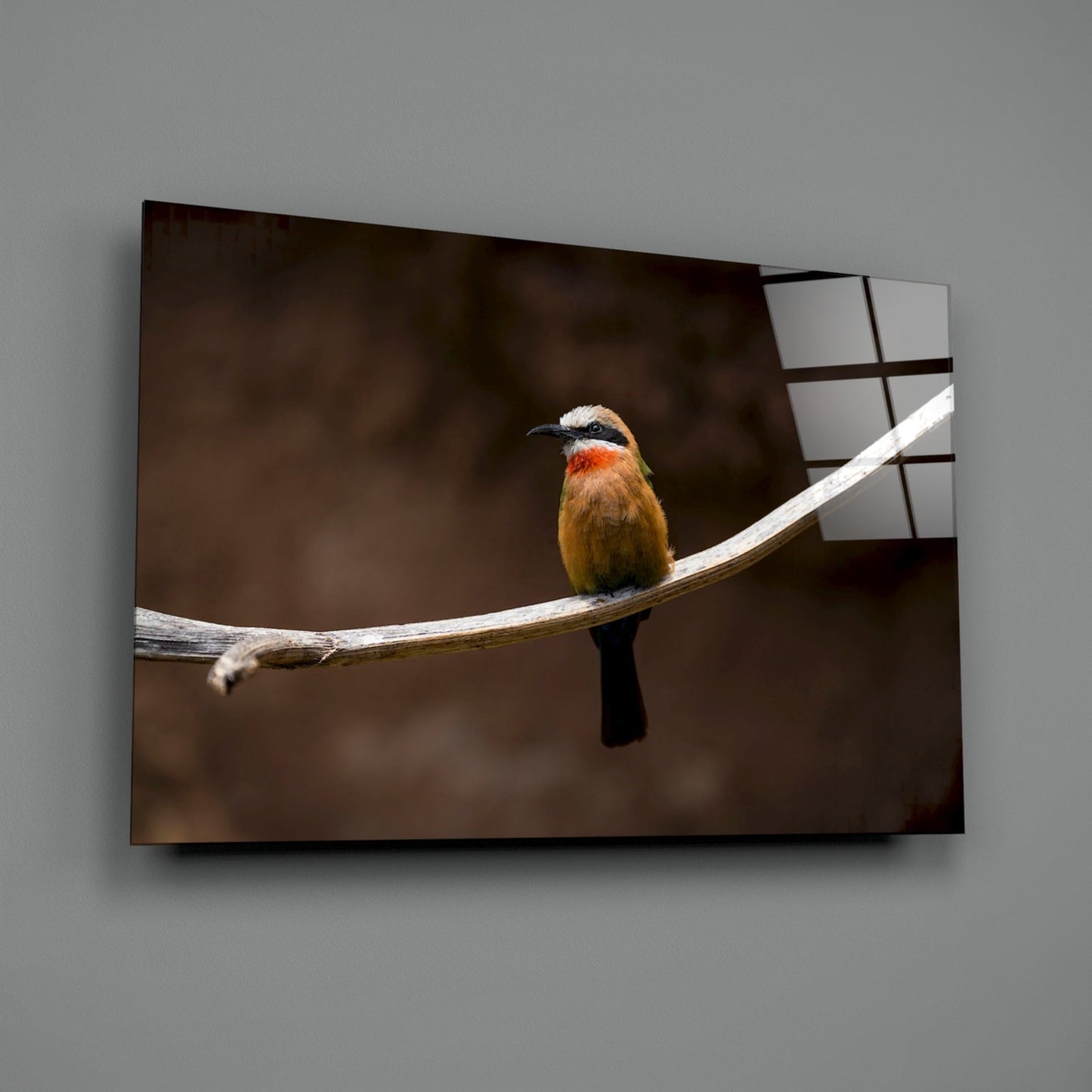 Bee Eater Glass Wall Art