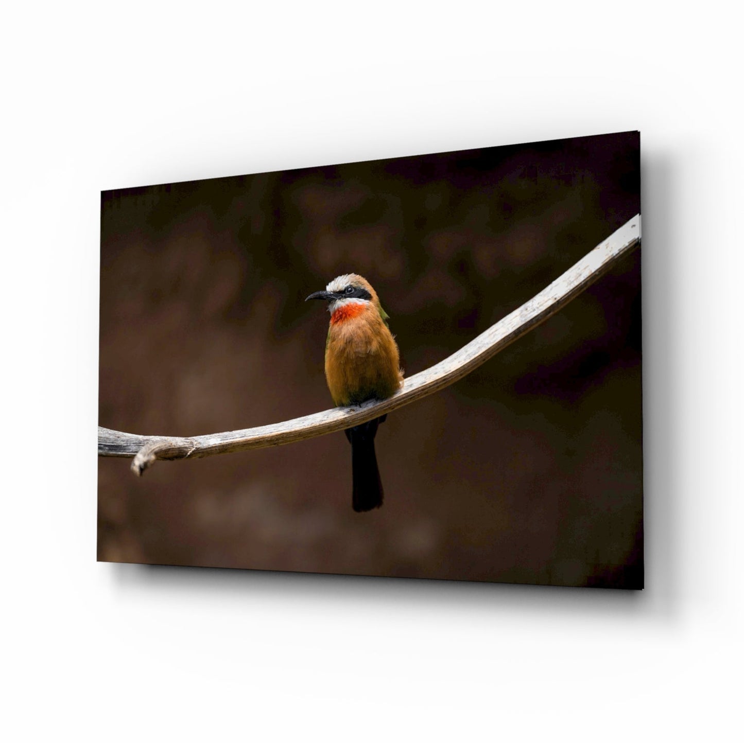 Bee Eater Glass Wall Art