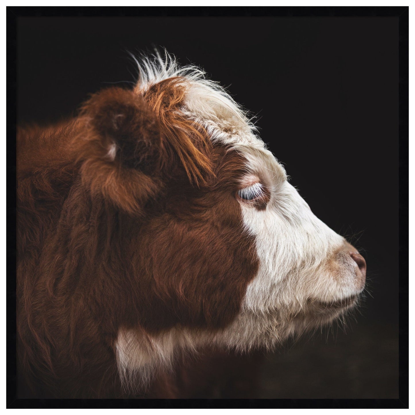 Cow profile framed wall art print with acrylic glazing