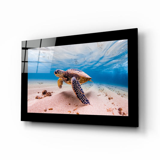Green sea turtle in cobalt water with sunlight caustics, editorial glass wall art