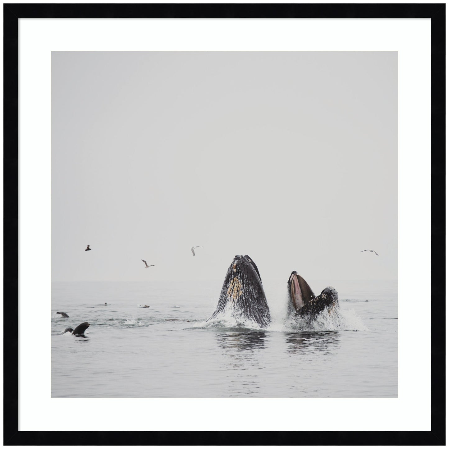 Humpback Whales No. 2 by Laura Evans Framed Wall Art Print
