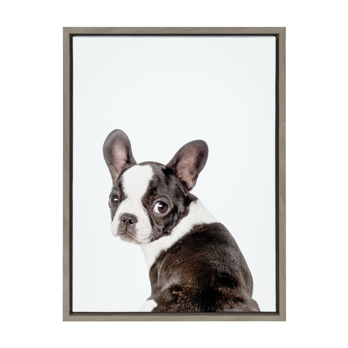 French Bulldog Framed Canvas Wall Art