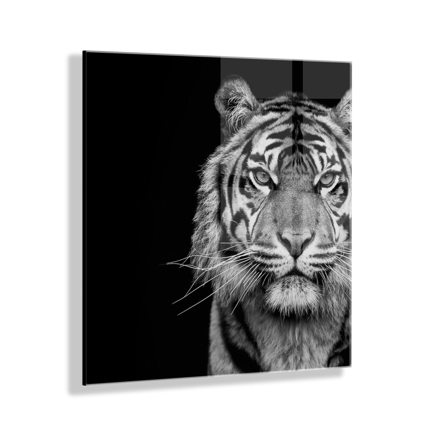 Minimalist line-art tiger printed on glossy floating acrylic wall panel