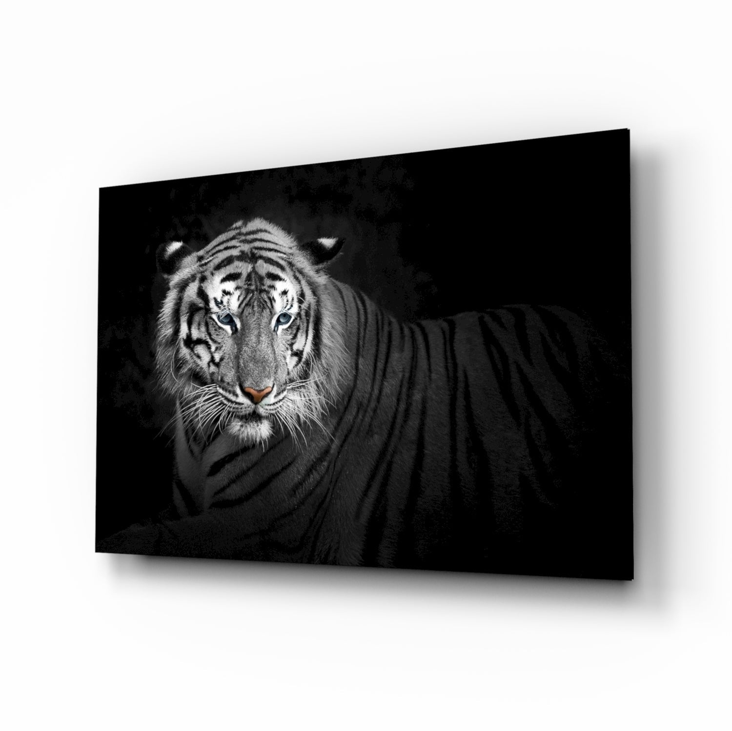Tiger glass wall art, a monochrome big cat with blue eyes on tempered glass