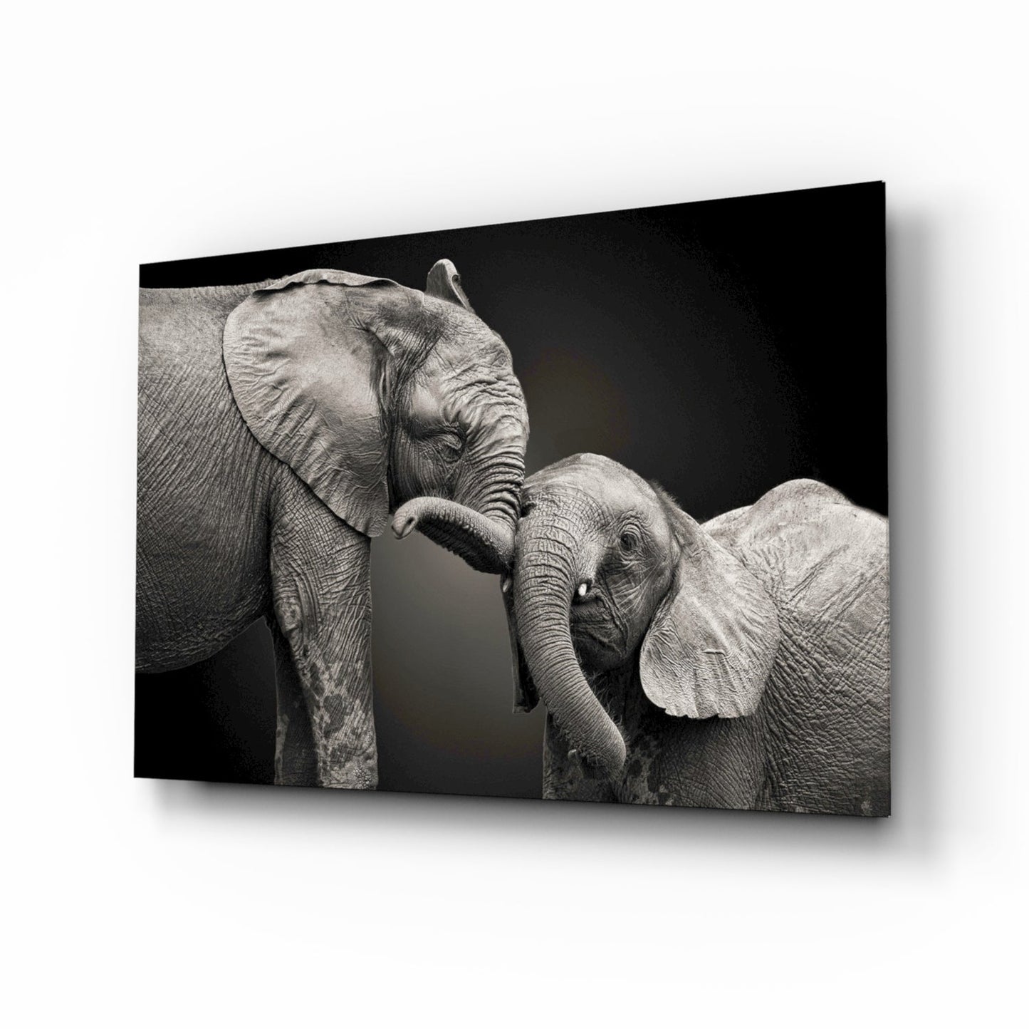 Two elephants nuzzling glass wall art black and white affection tempered glass