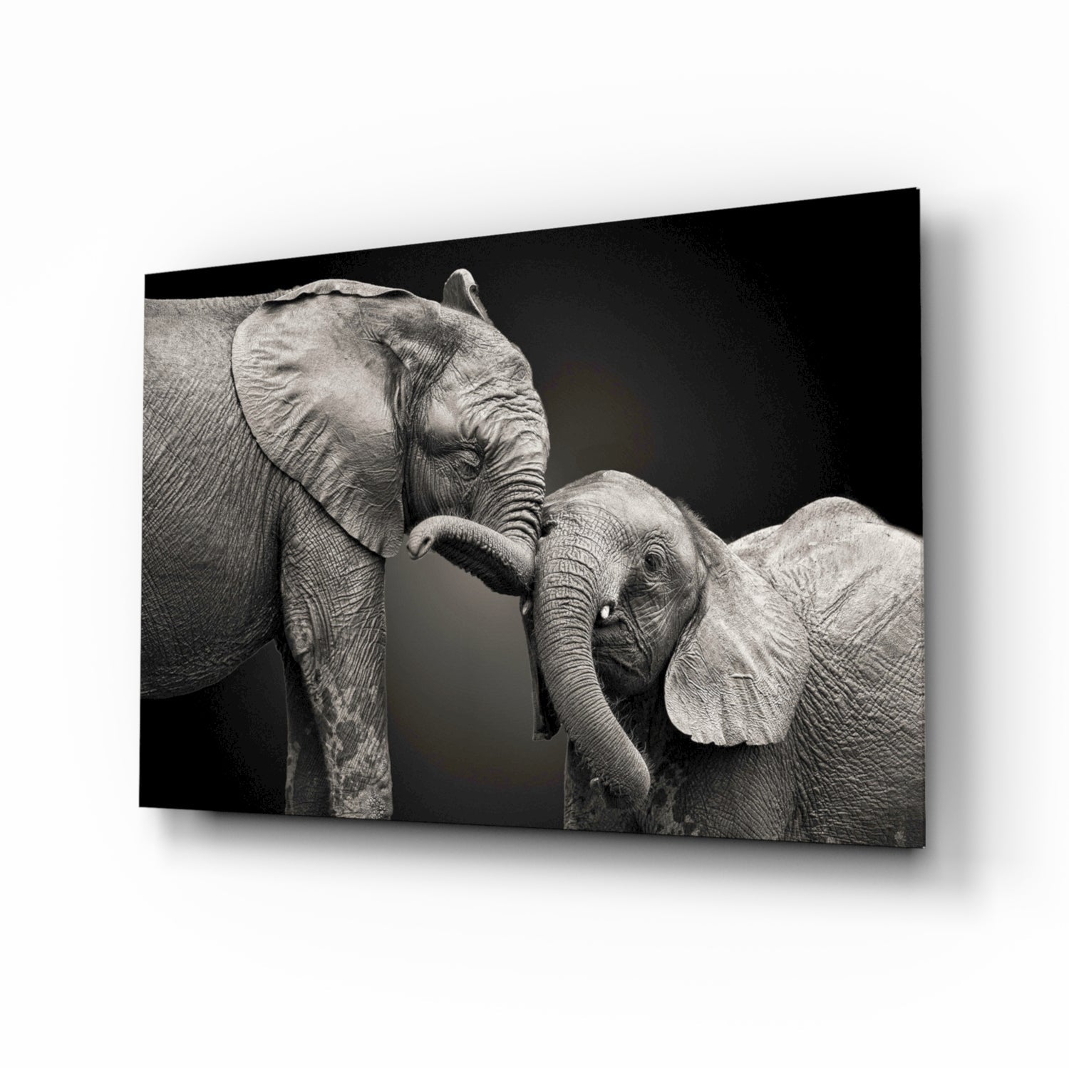 Two elephants nuzzling glass wall art black and white affection tempered glass