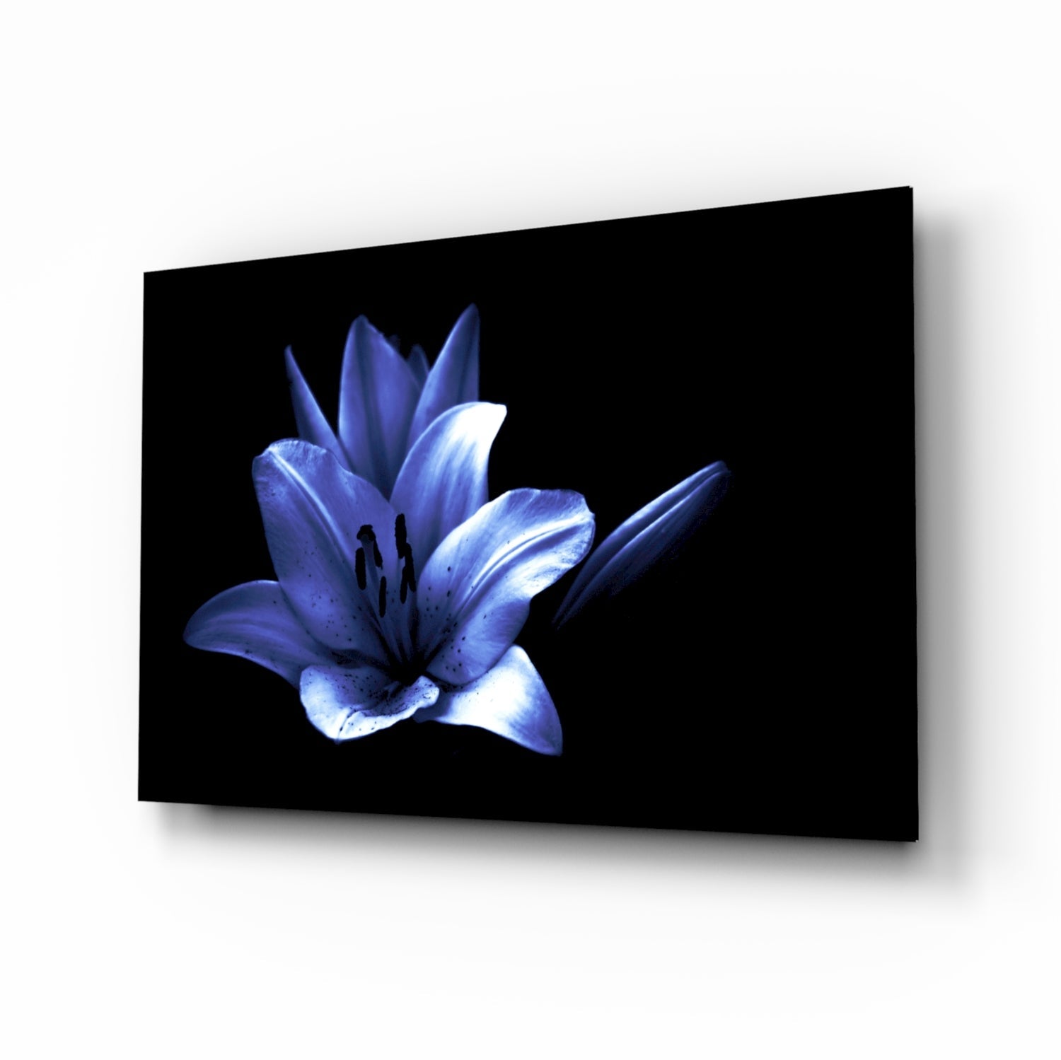 Glowing blue lily on black glass wall art
