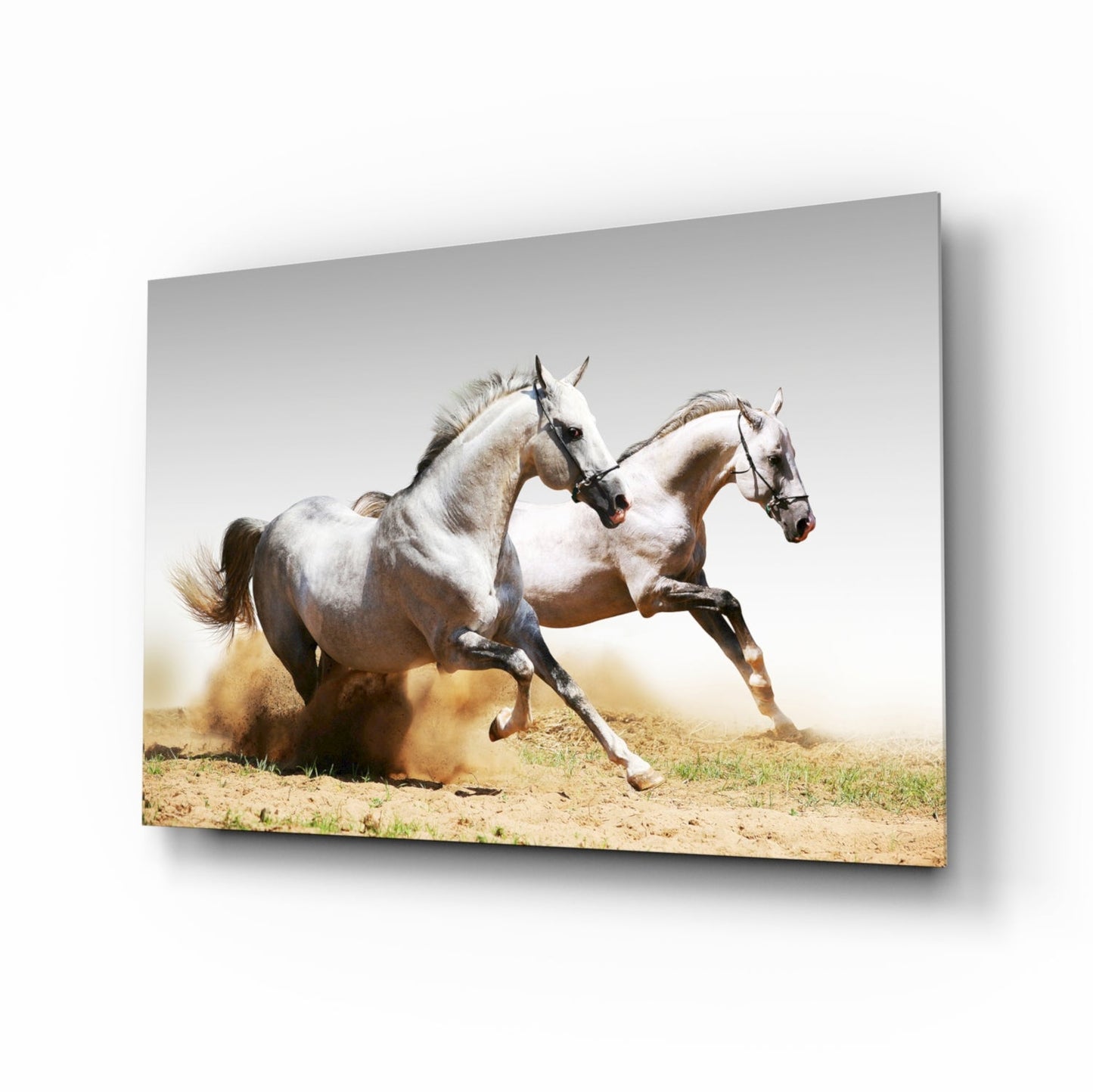 Two white Arabian horses galloping in golden dust, equestrian glass wall art on tempered glass