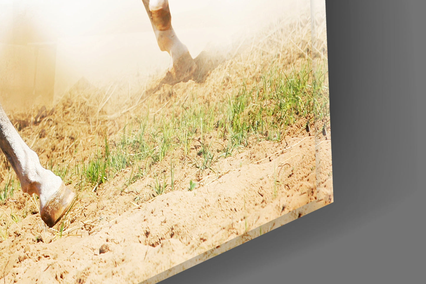 Two Arabian Horses Glass Wall Art
