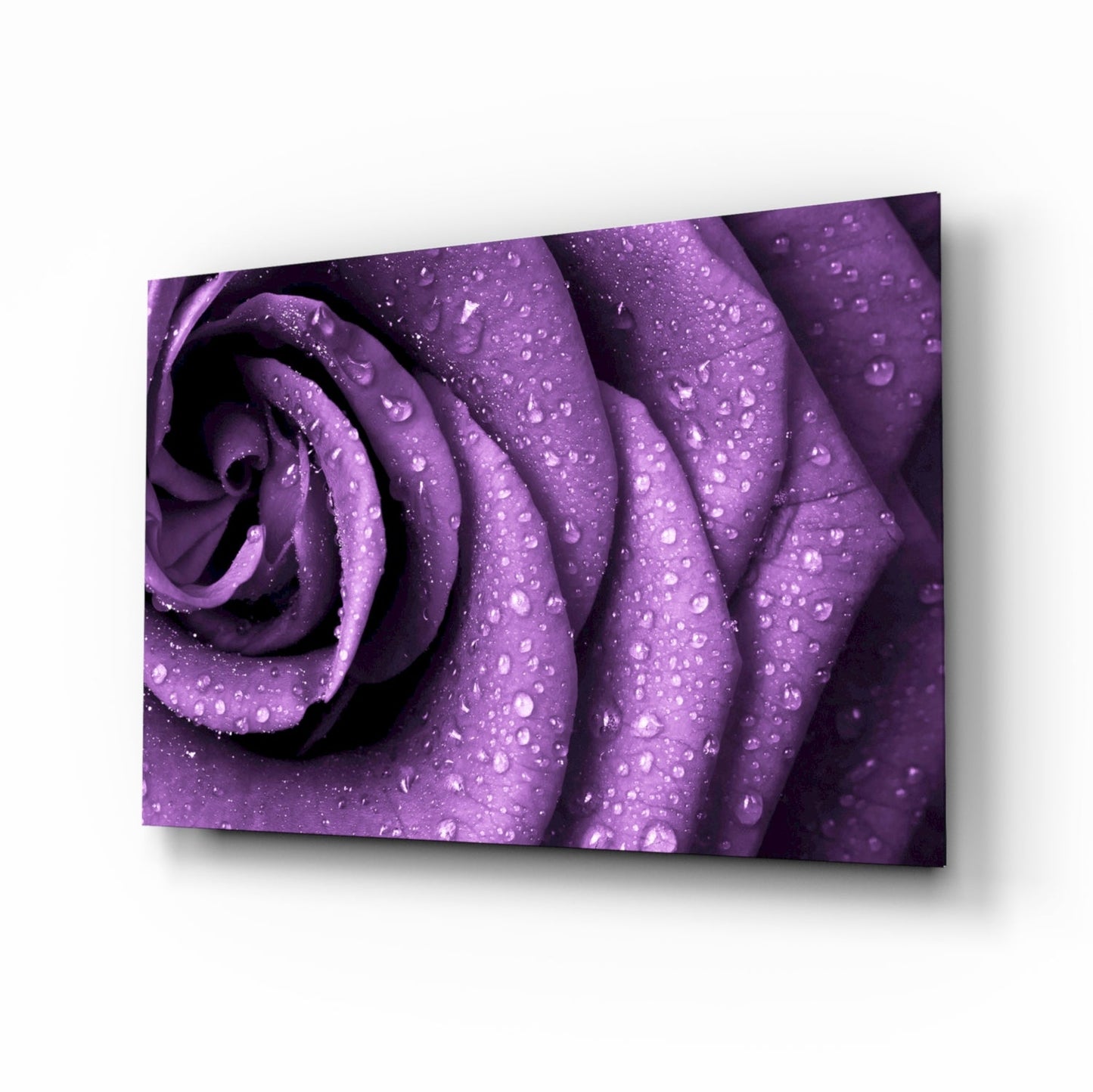 Purple rose macro glass wall art with dew droplets