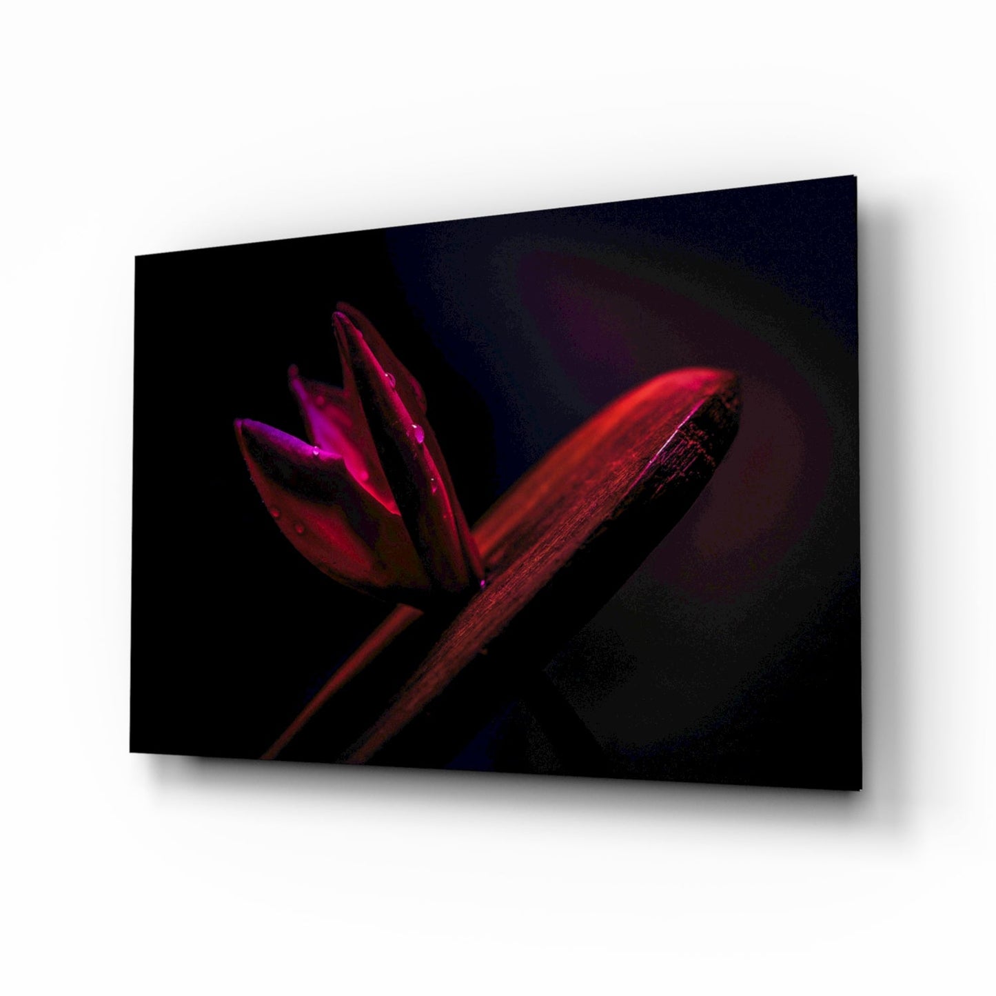 Crimson tulip bud macro glass wall art