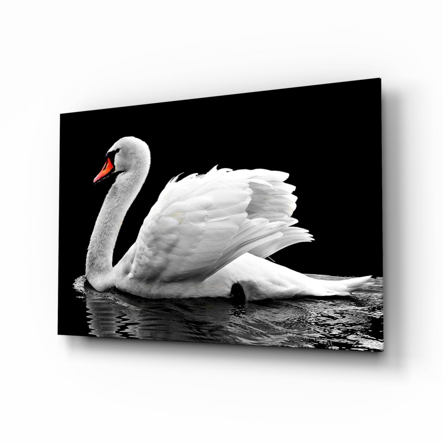 White swan with orange beak on dark water glass wall art