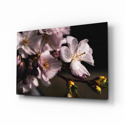 Cherry Blossom Dewdrop Glass Wall Art