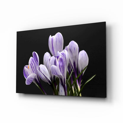 Purple Flowers glass wall art with violet crocus blooms on black