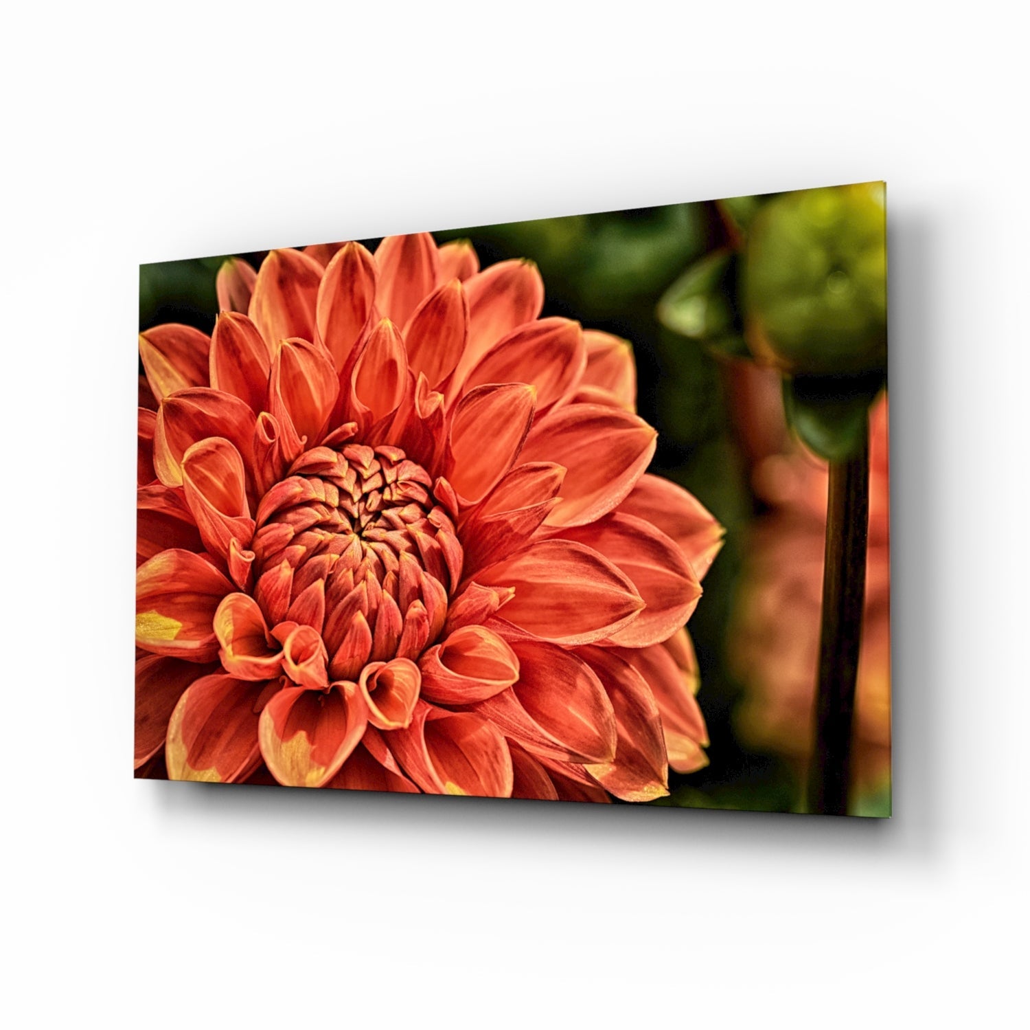Orange dahlia macro bloom glass wall art