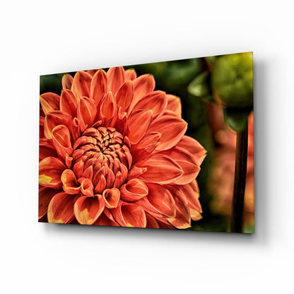 Orange dahlia macro bloom glass wall art
