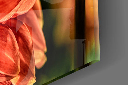 Orange Dahlia Macro Bloom Glass Wall Art