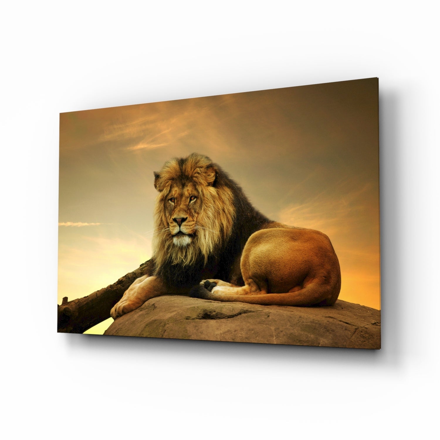 Golden Sunset Resting Lion glass wall art wildlife print