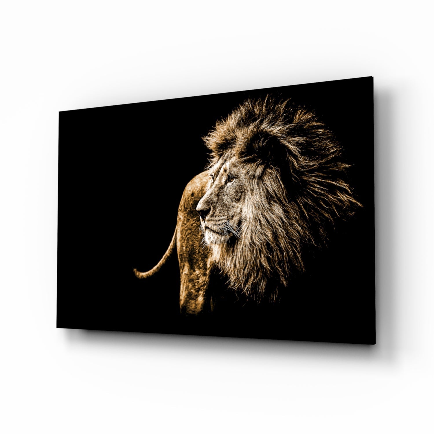 Golden Windswept Lion Profile glass wall art wildlife print