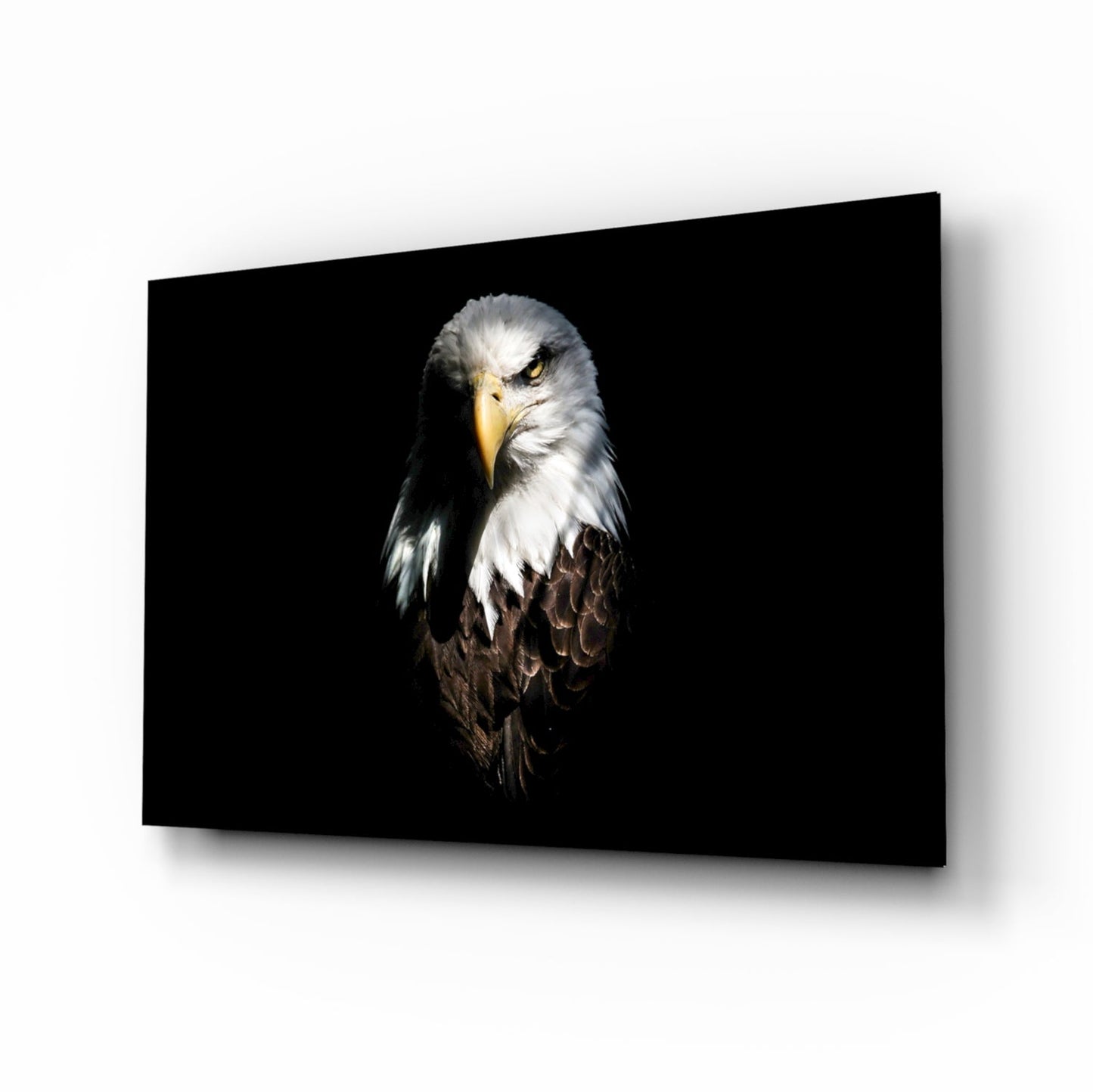 Bald Eagle Glass Wall Art