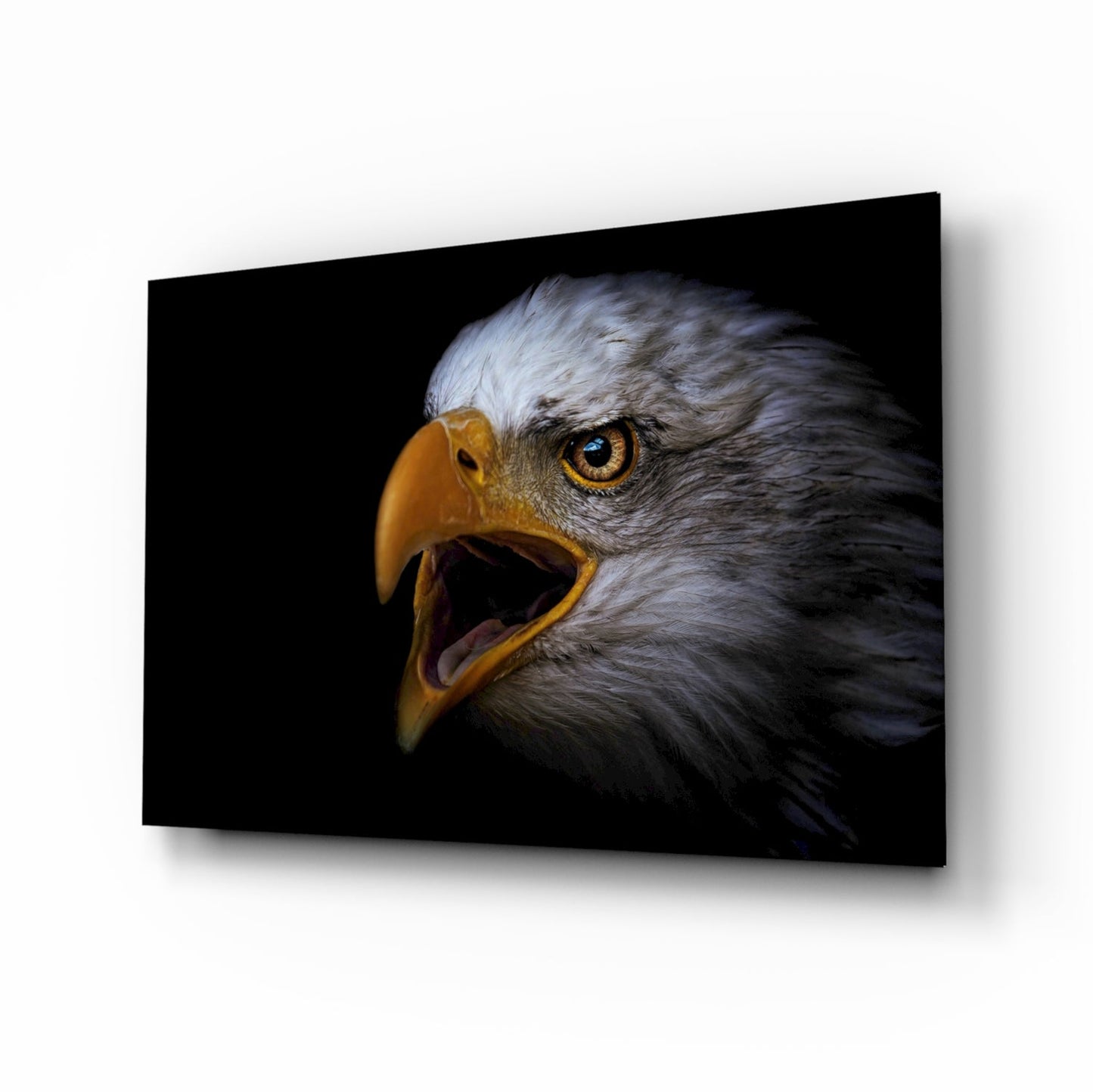 Screaming bald eagle glass wall art