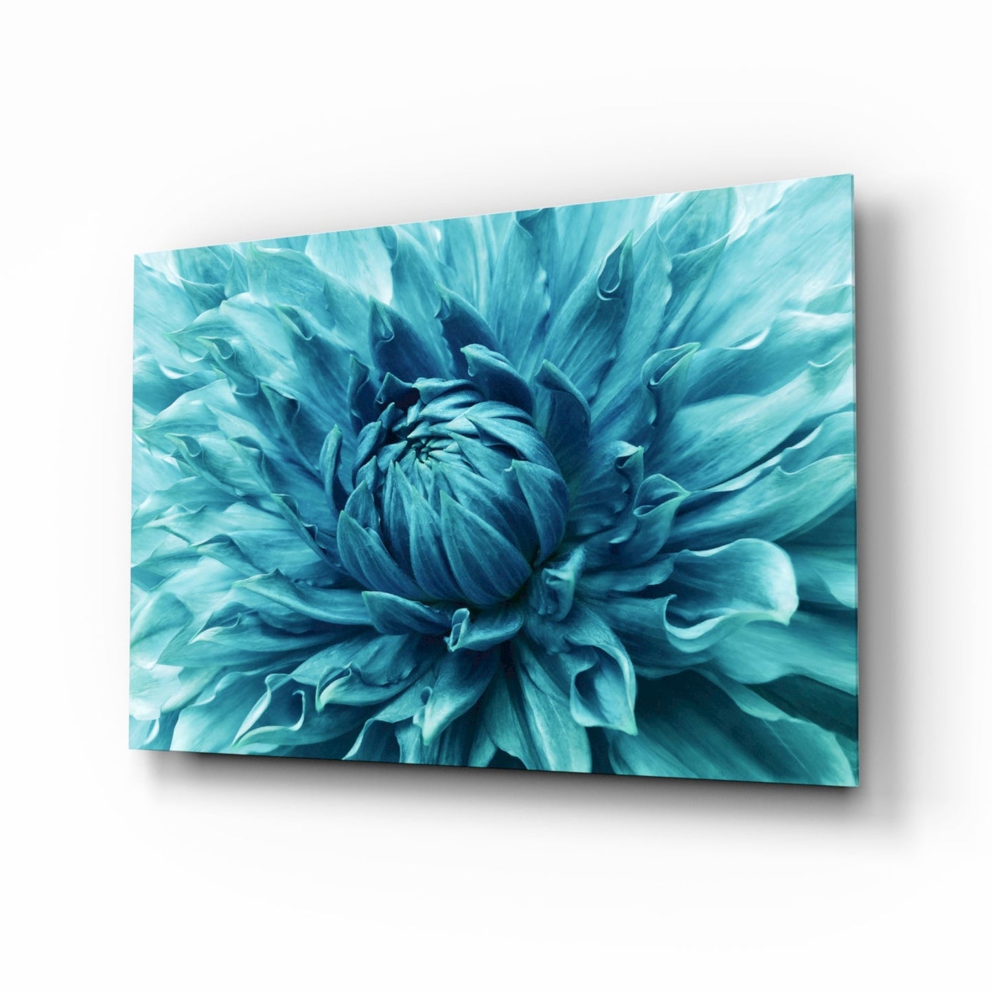 Turquoise dahlia petal closeup glass wall art