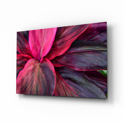 Magenta cordyline leaves glass wall art