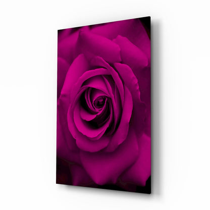 Magenta velvet rose glass wall art