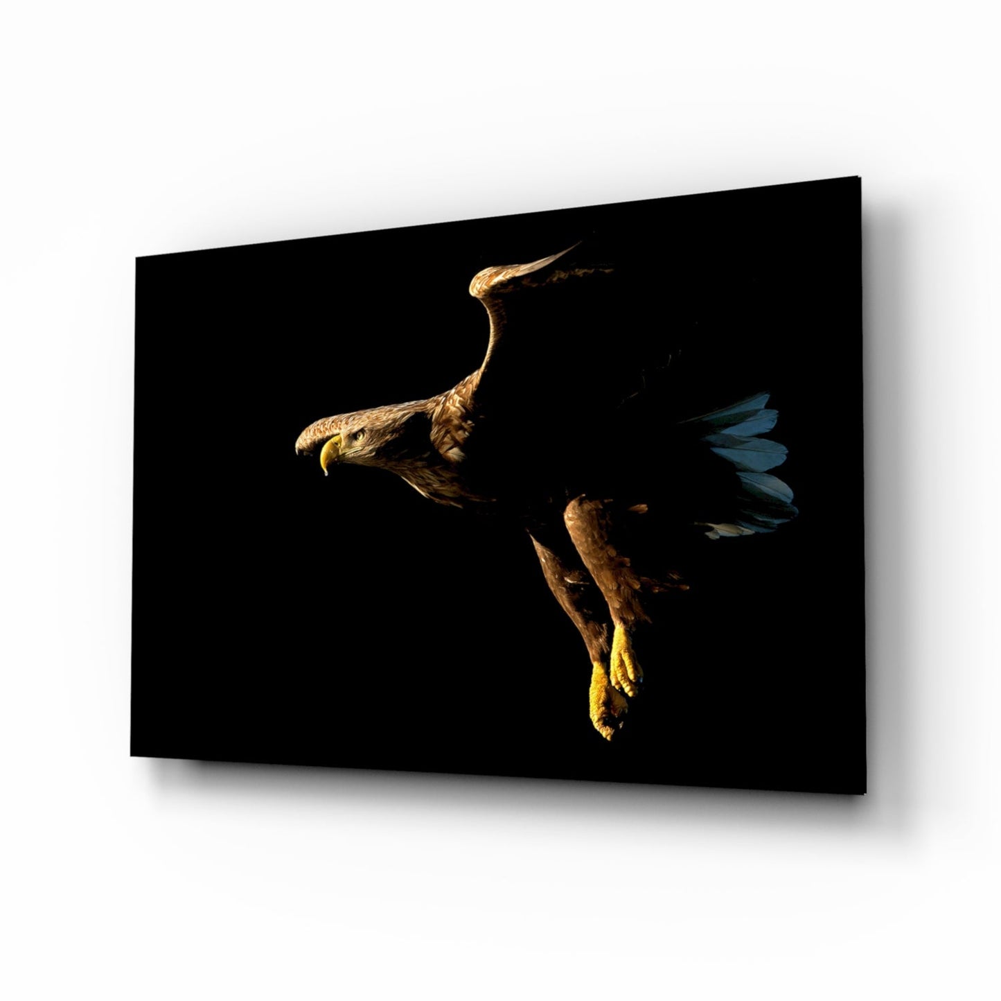 Golden Eagle in Flight glass wall art