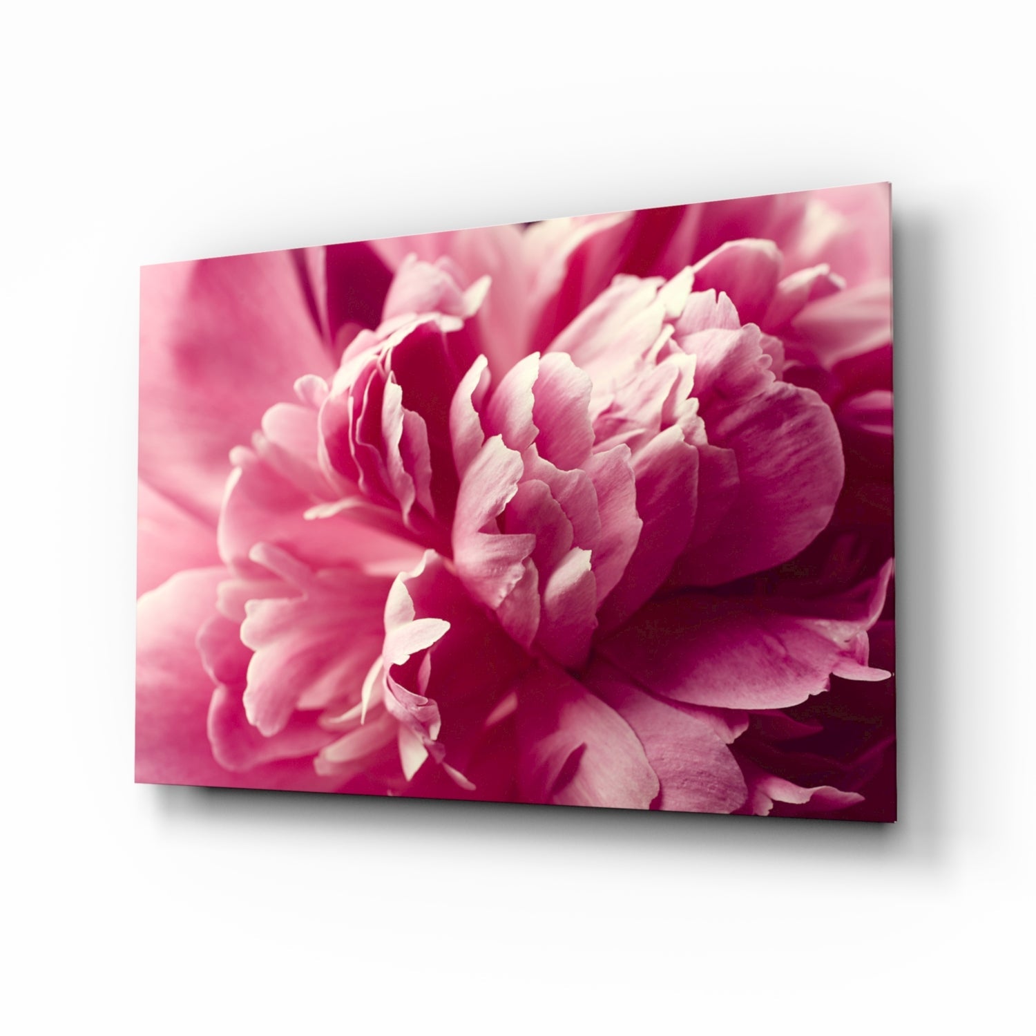 Pink peony macro glass wall art panel