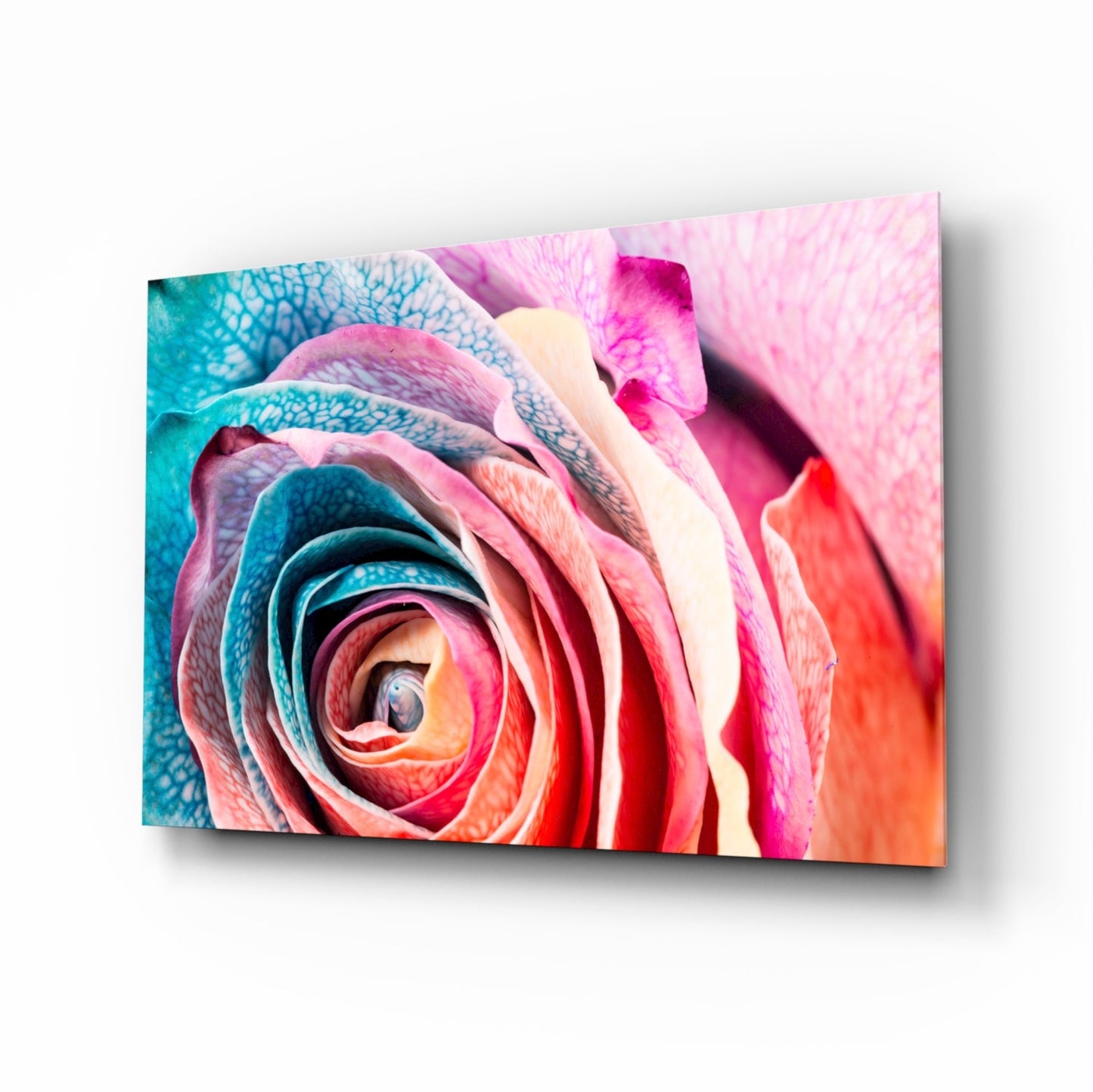 Colored Rose floral glass wall art