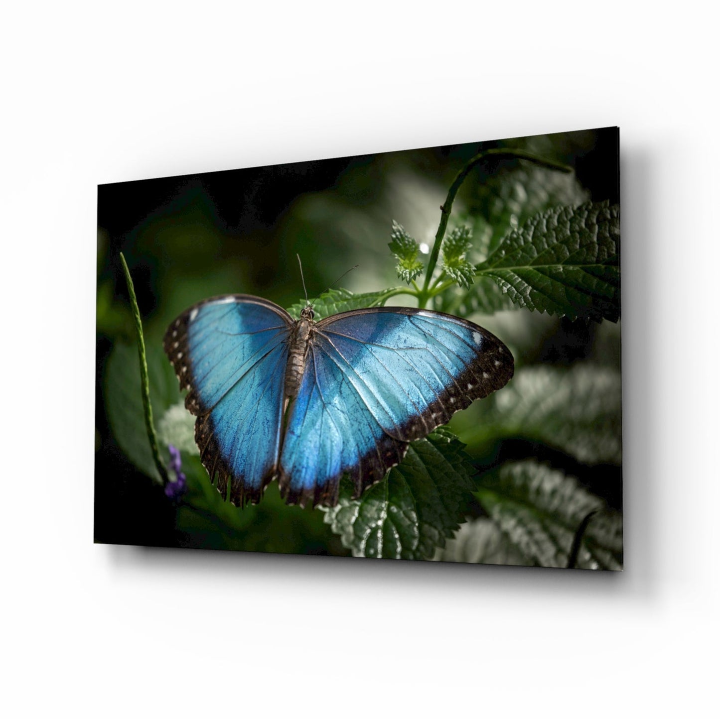 Butterfly glass wall art blue morpho botanical tempered glass