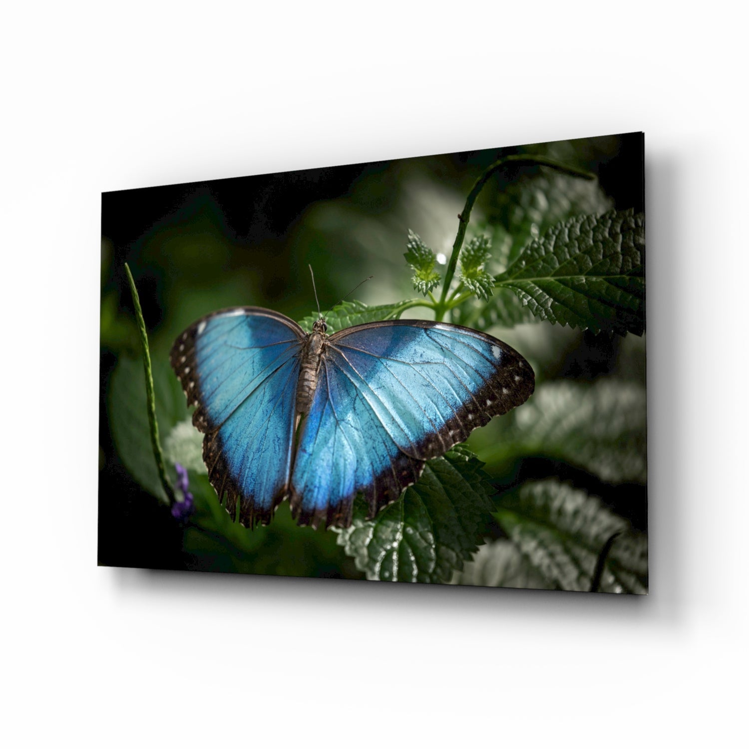 Butterfly glass wall art blue morpho botanical tempered glass