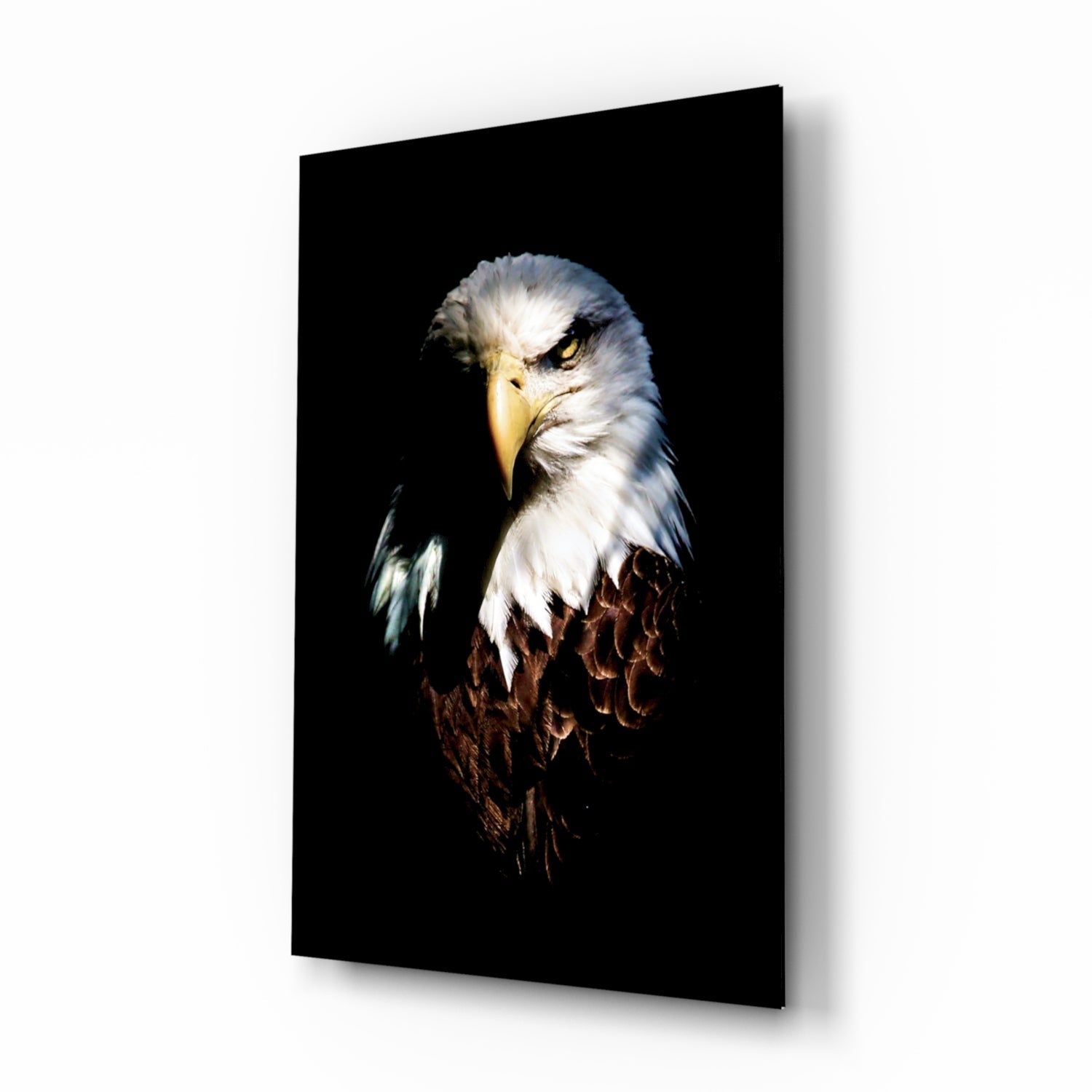 Bald eagle portrait glass wall art on black background