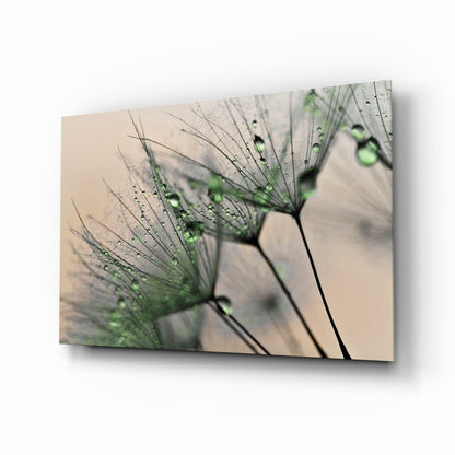 Dandelion dew drops glass wall art botanical macro