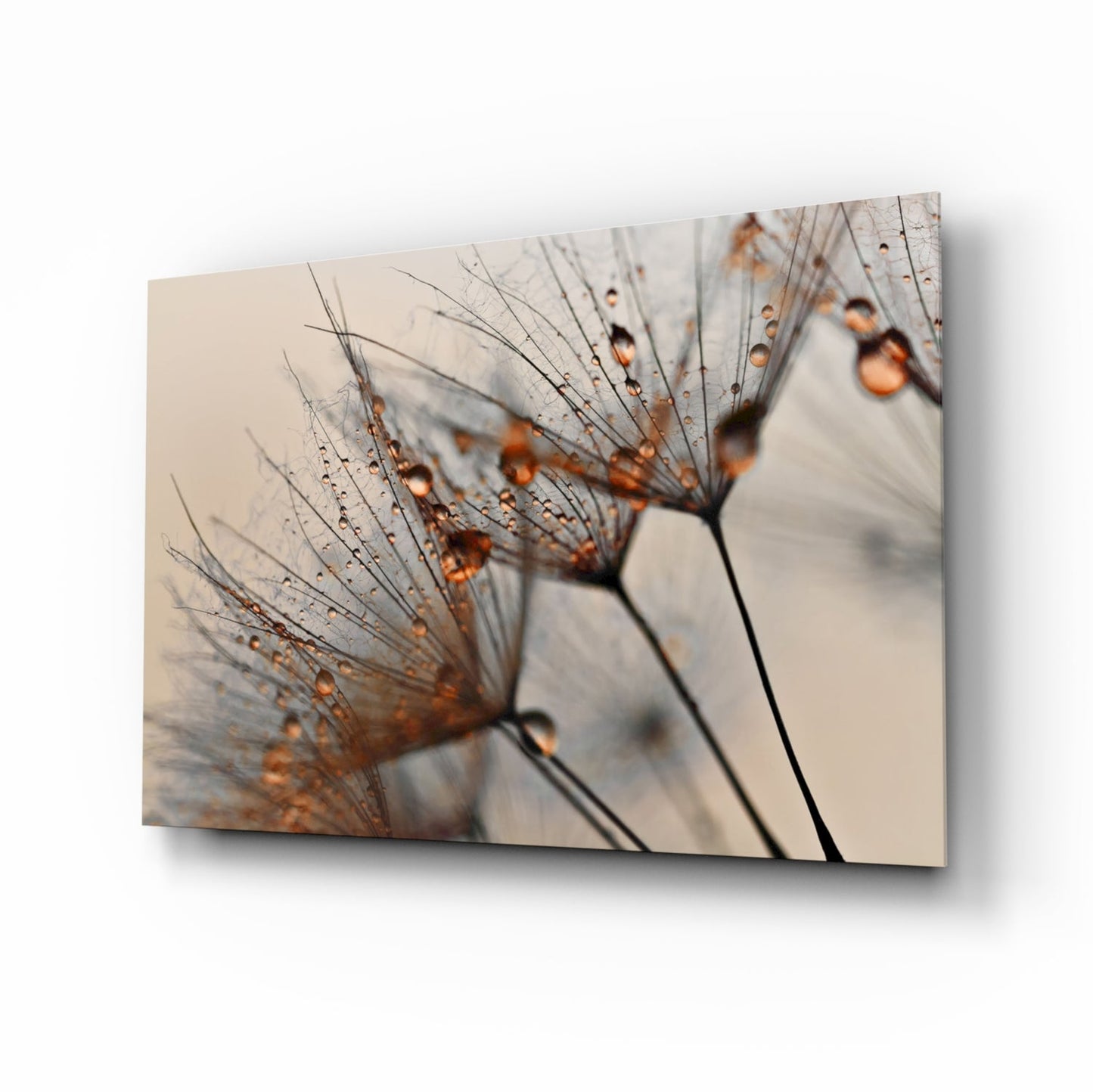 Cinnamon Dandelion botanical macro glass wall art for sunroom decor