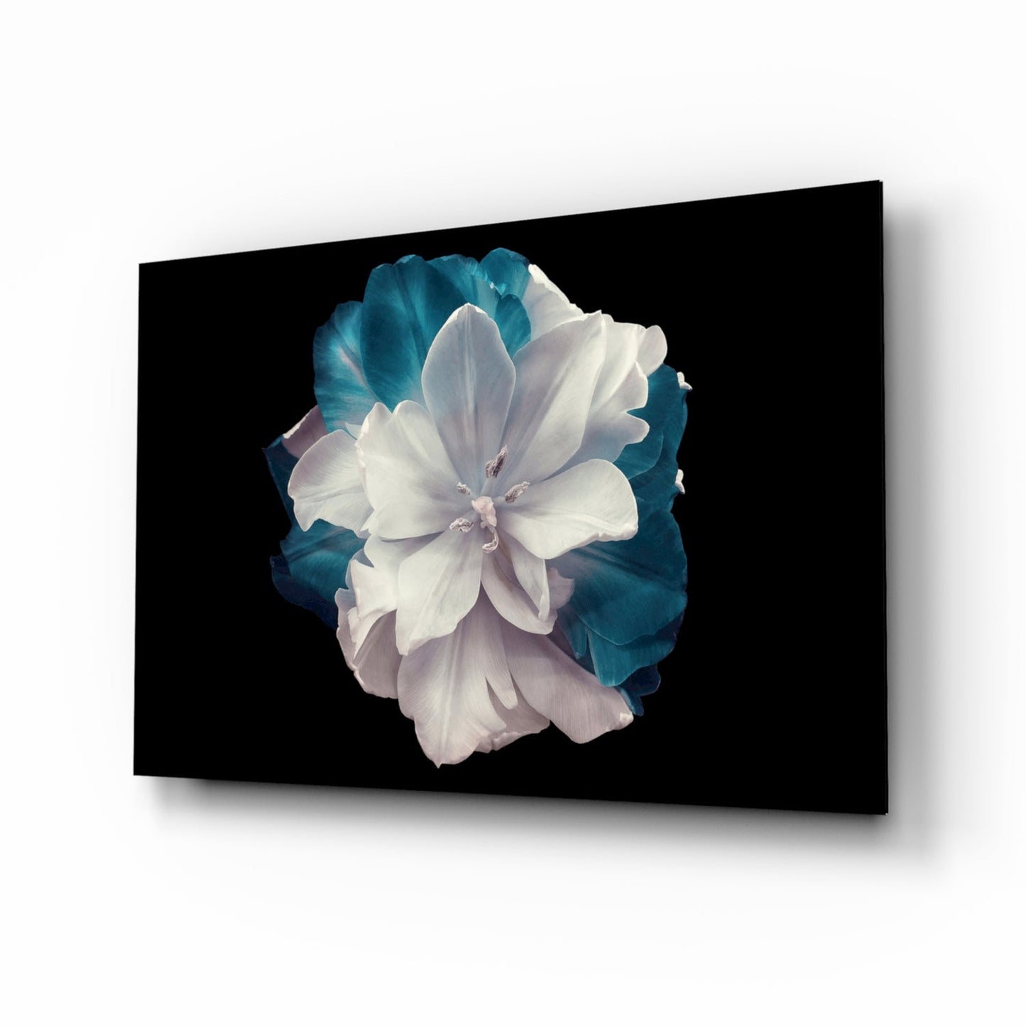 Blue Flower glass wall art duotone tulip