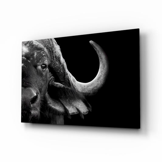 Bison wildlife portrait glass wall art, monochrome chiaroscuro big animal on tempered glass