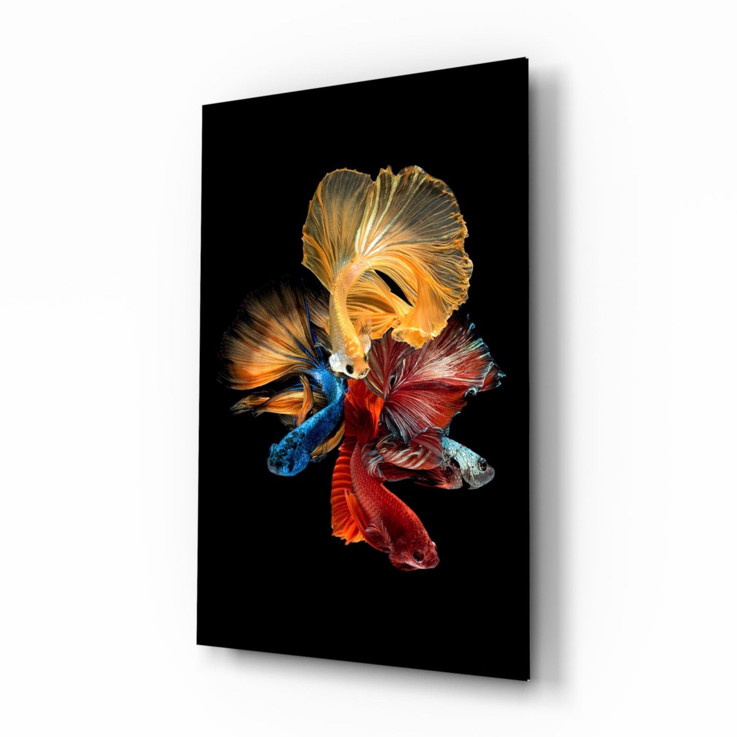 Betta's Dance glass wall art tempered glass print