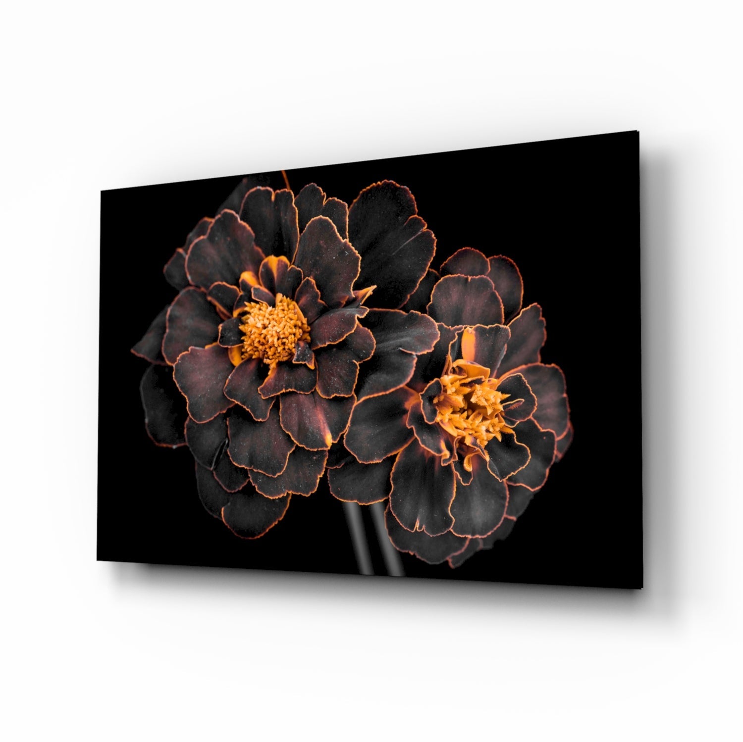 Brown flower glass wall art with mahogany marigold blooms