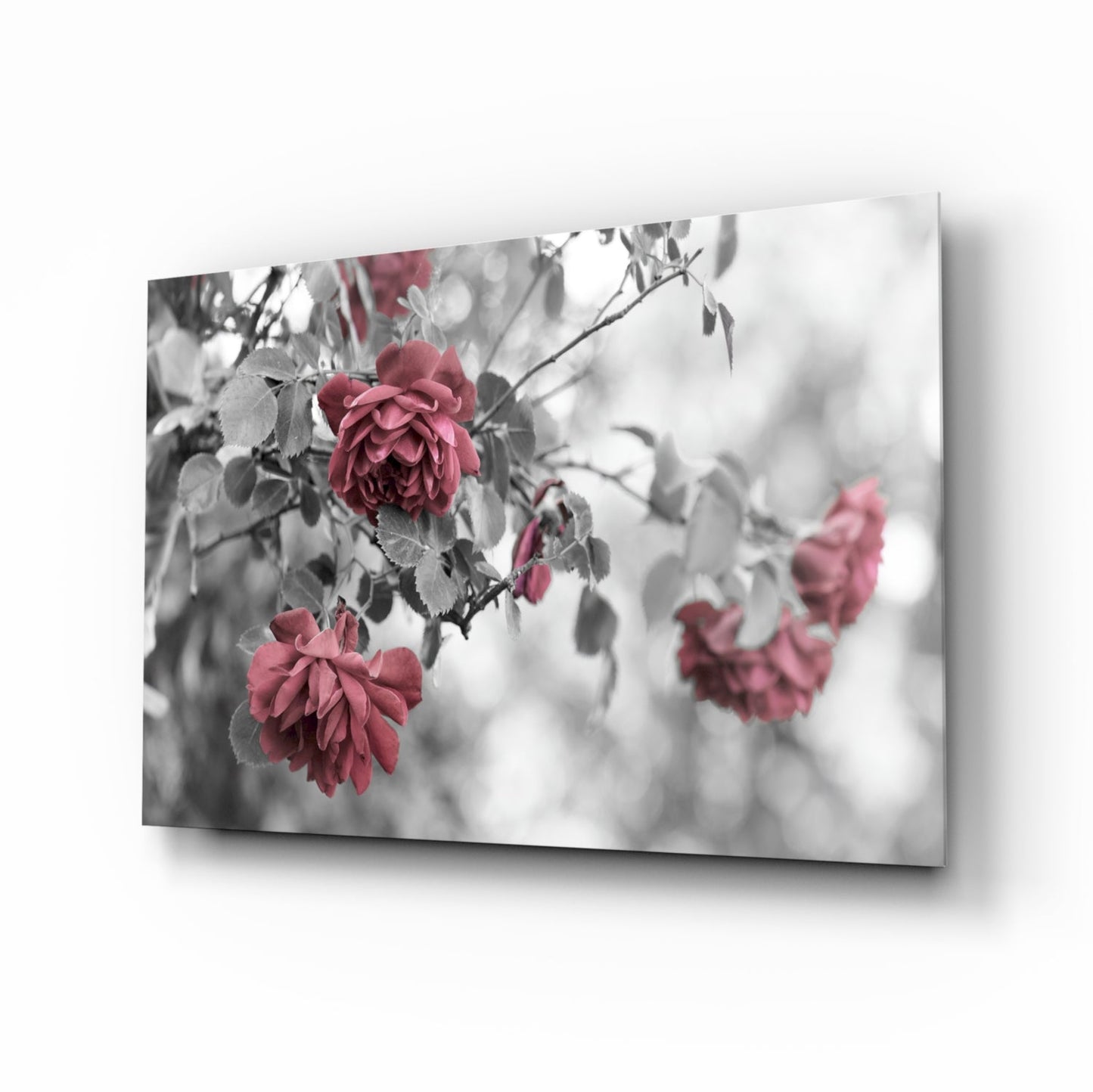 Pink roses glass wall art